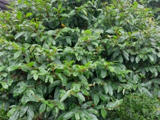 MAI TÀN ĐẸP GIÁ RẺ