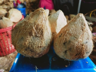 Bán dừa khô bóc vỏ 