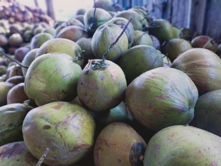 Thu mua dừa khô 