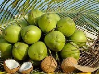 Bản tin giá dừa Bến Tre