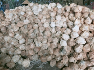 Giá dừa khô Bến Tre tăng cao trở lại