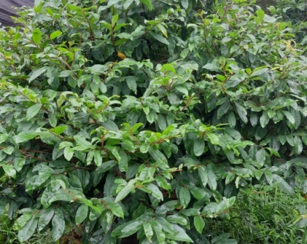MAI TÀN ĐẸP GIÁ RẺ