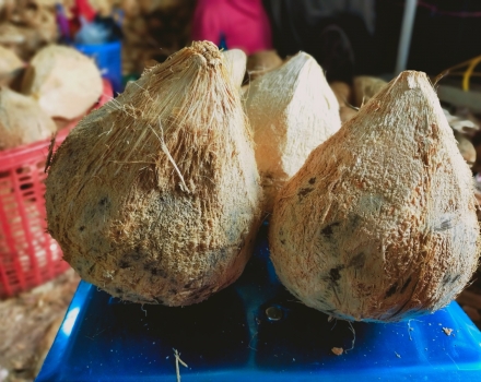 Bán dừa khô bóc vỏ 