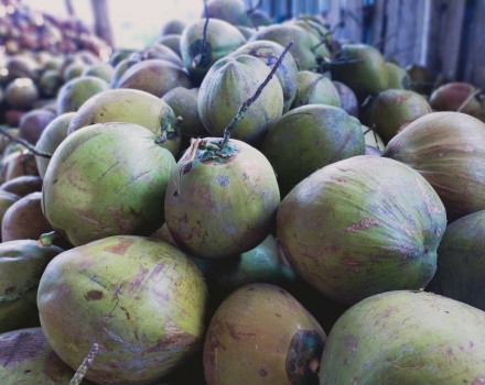 Thu mua dừa khô 