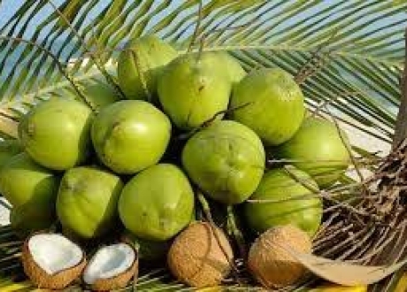 Bản tin giá dừa Bến Tre
