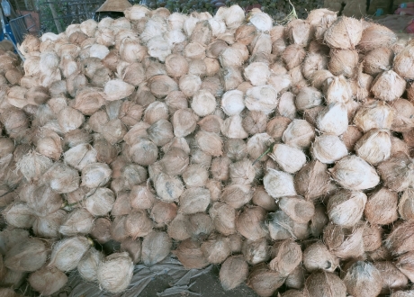Giá dừa khô Bến Tre tăng cao trở lại