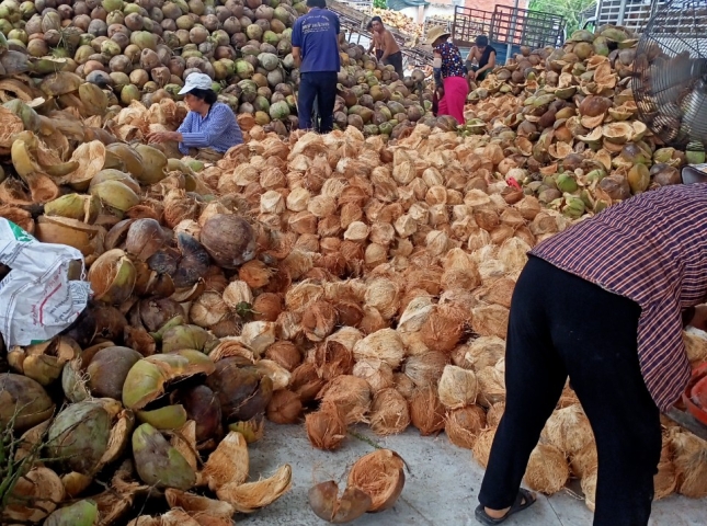 hình ảnh tách vỏ dừa 