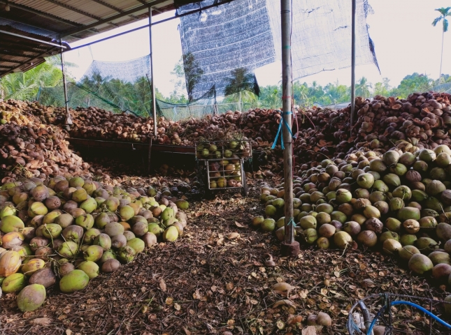 bãi lột dừa 