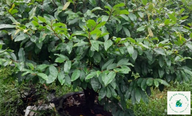 MAI TÀN ĐẸP