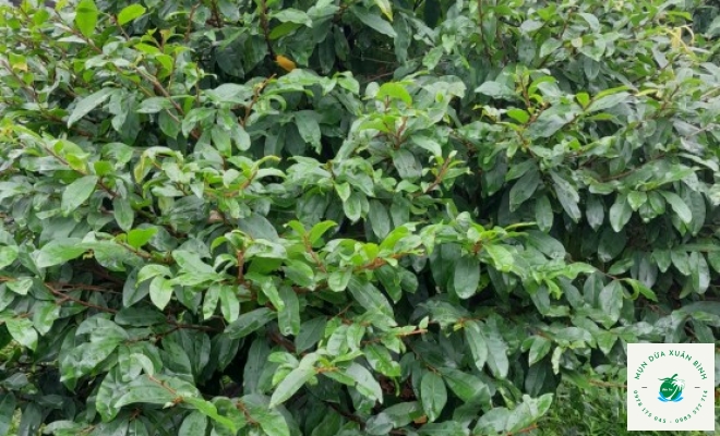 MAI TÀN ĐẸP