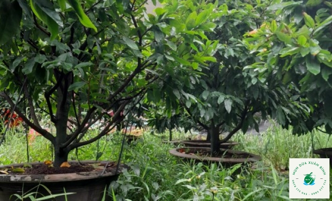 MAI TÀN ĐẸP