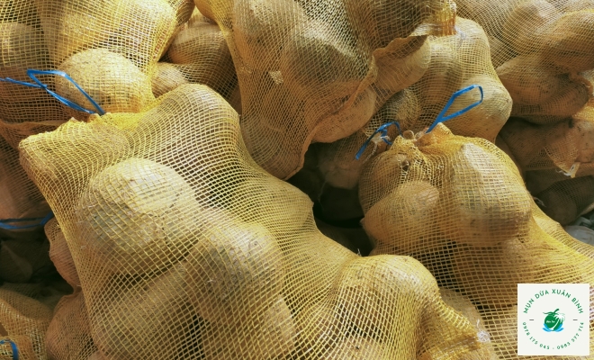 Dừa khô Bến Tre